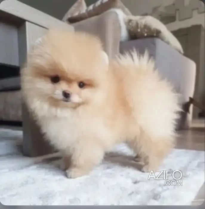 Portée de Chiots Spitz Poméranien (Loulou de Poméranie) in Casablanca, MOROCCO | Azifo