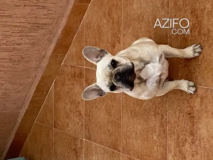 Chiot Femelle Bulldog Français de 11 mois in Marrakech, MOROCCO | Azifo