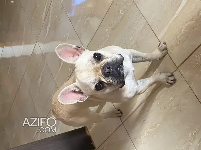 Chiot Femelle Bulldog Français de 10 mois in Marrakech, MOROCCO | Azifo