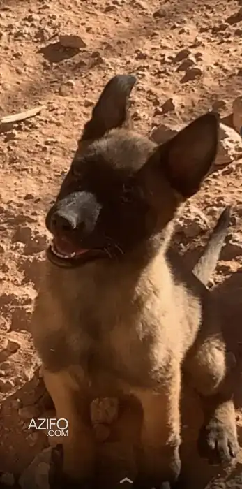 Chien Berger Malinois in الرشيدية, MOROCCO | Azifo