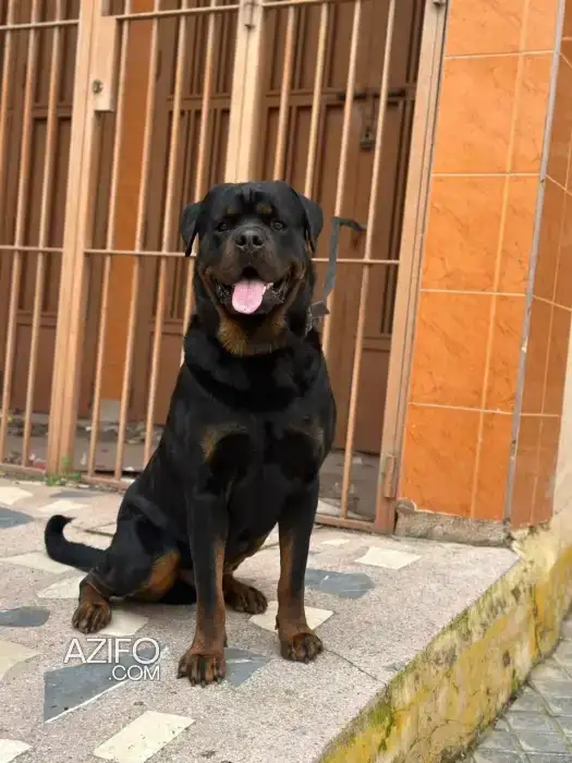Chien Mâle Rottweiler de 2 ans in الدار البيضاء, MOROCCO | Azifo