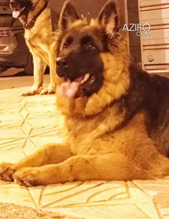 Chien Berger Allemand in الدار البيضاء, MOROCCO | Azifo