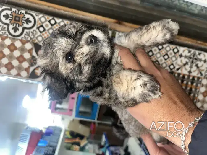 Portée de Chiots Bichon Maltais Toy / Miniature in مراكش, MOROCCO | Azifo