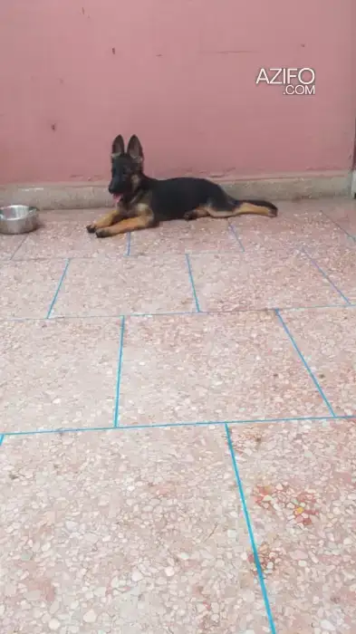 Chiot Femelle Berger Allemand de 3 mois in الدار البيضاء, MOROCCO | Azifo