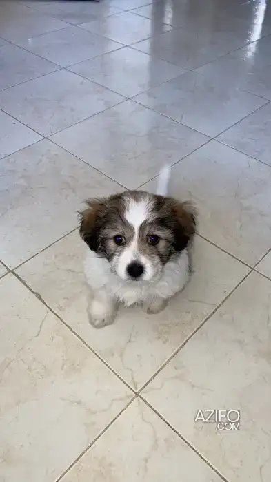 Chiot Mâle Bichon Havanais de 60jours in سلا, MOROCCO | Azifo