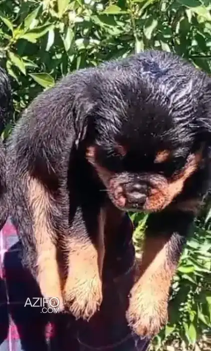 Chien Rottweiler avec Pedigree in الدار البيضاء, MOROCCO | Azifo