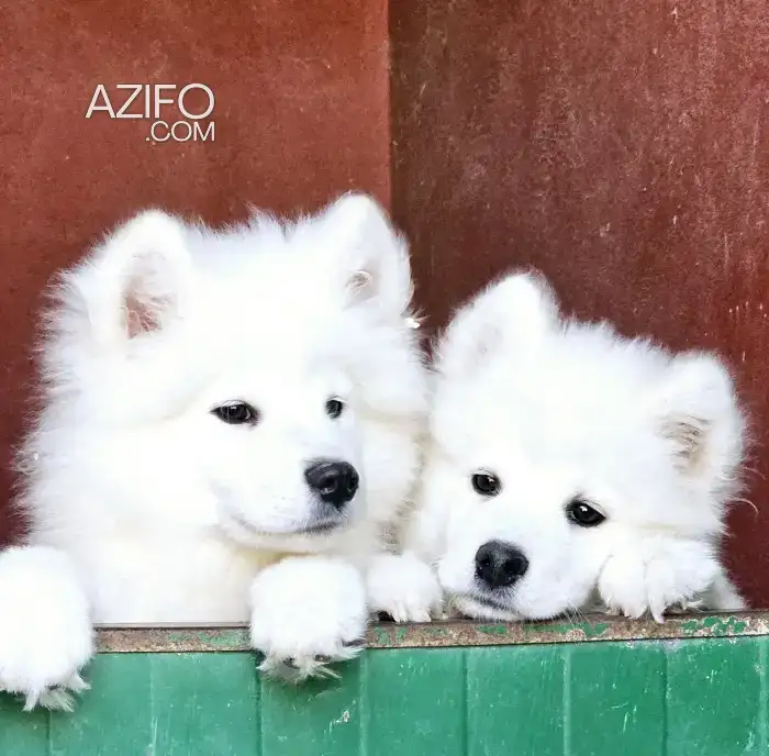 Chiot Mâle Samoyède de 5 mois in الدار البيضاء, MOROCCO | Azifo