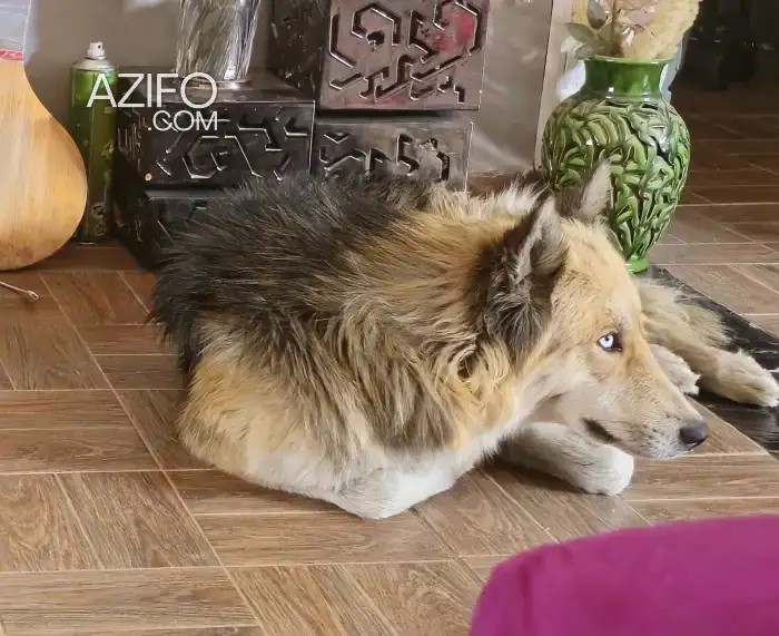 Chiot Mâle Croisé Berger Allemand et Husky Blanc de 10 mois in Rabat, MOROCCO | Azifo