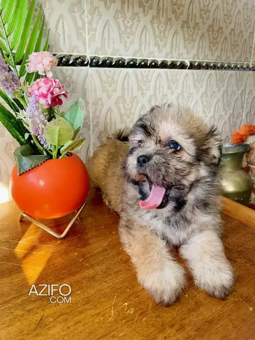 Chiot Bichon Maltais de 1 mois et 3 semaines in Casablanca, MOROCCO | Azifo