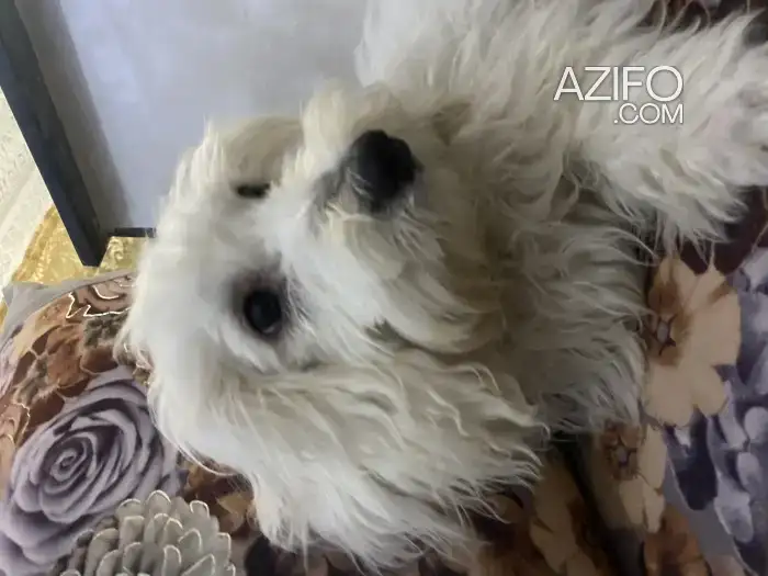 Chiot Bichon de 6 mois in الدار البيضاء, MOROCCO | Azifo