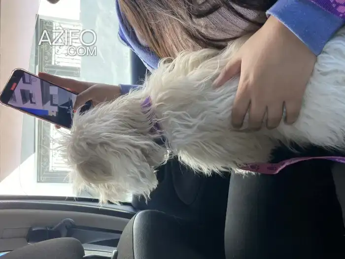 Chiot Bichon de 6mois in الدار البيضاء, MOROCCO | Azifo