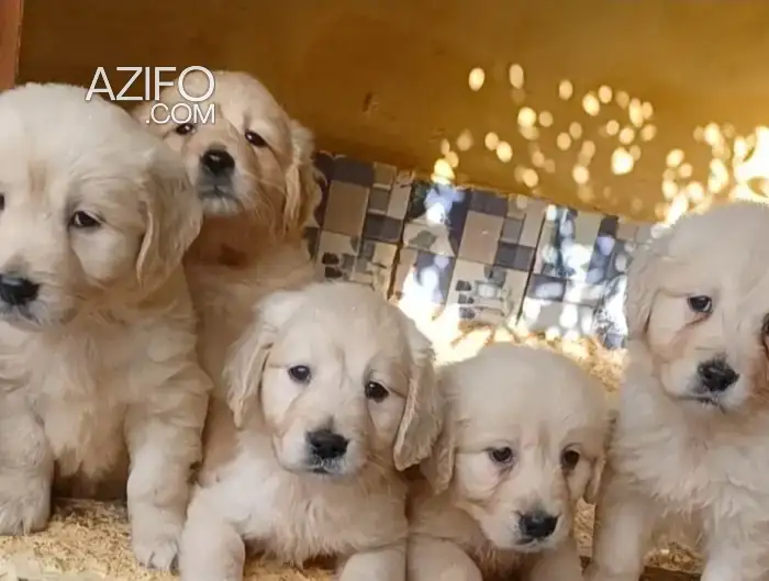 Chiot Femelle Golden Retriever Sablé de 2mois in الدار البيضاء, MOROCCO | Azifo