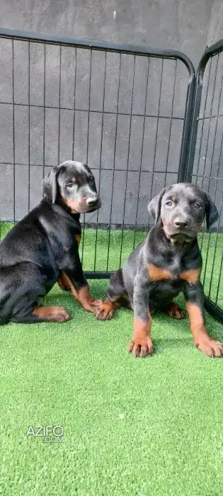 Chiot Dobermann in الدار البيضاء, MOROCCO | Azifo