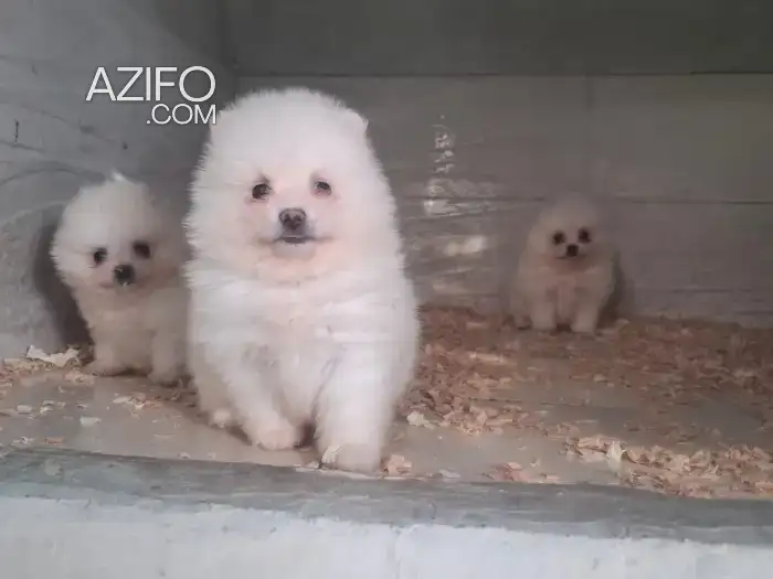 Portée de Chiots Spitz Poméranien (Loulou de Poméranie) de 2 mois in الدار البيضاء, MOROCCO | Azifo