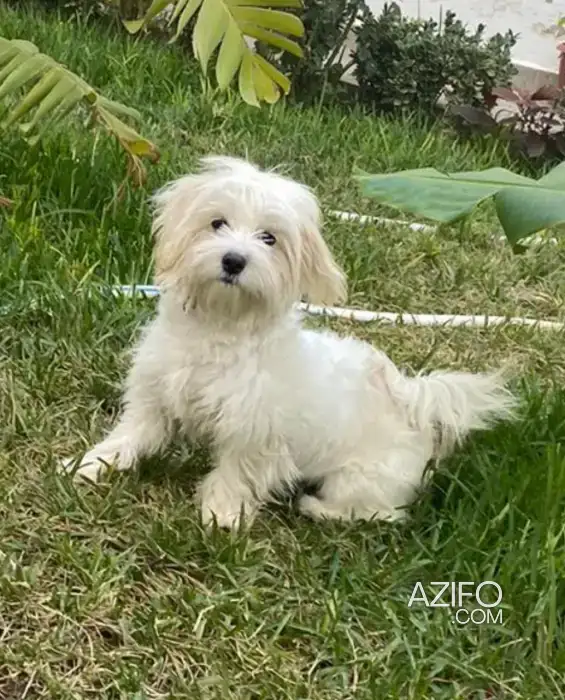 Chien Femelle Bichon Maltais in Meknès, MOROCCO | Azifo