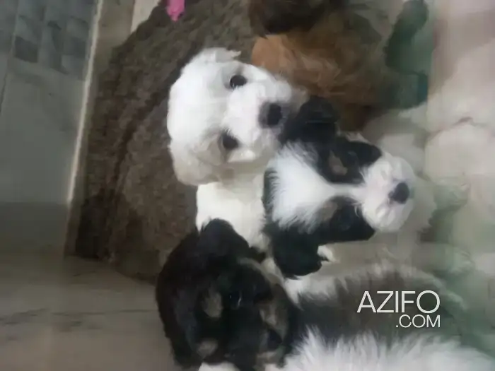 Chien Bichon Havanais in سلا, MOROCCO | Azifo