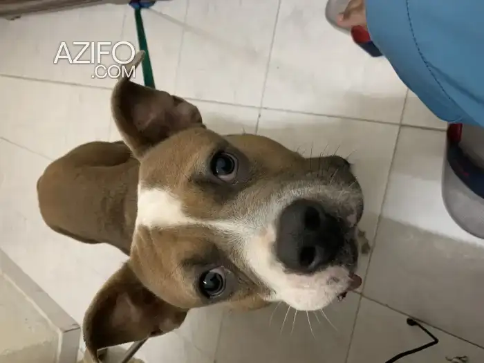 Chien Bulldog Français in Casablanca, MOROCCO | Azifo