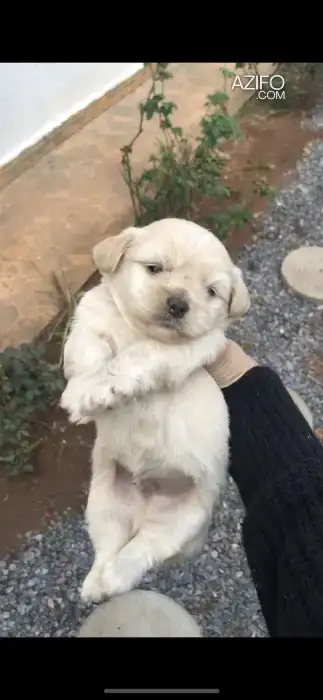 Portée de Chiots Bichon in Rabat, MOROCCO | Azifo