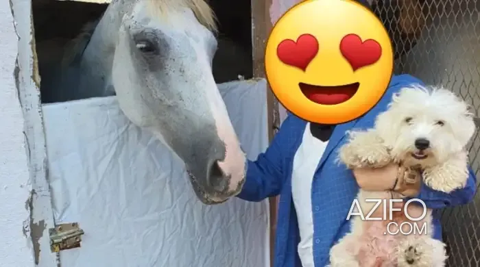 Product Detail 2