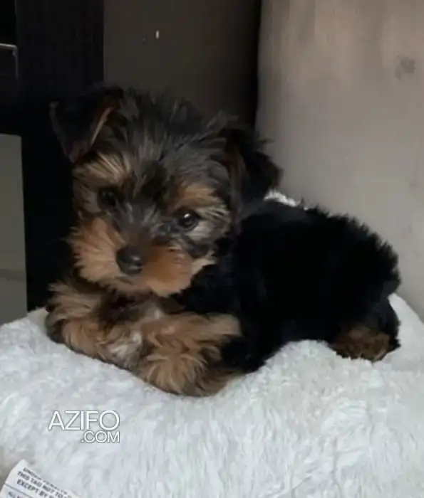 Chien Yorkshire Terrier Toy / Miniature in Casablanca, MOROCCO | Azifo