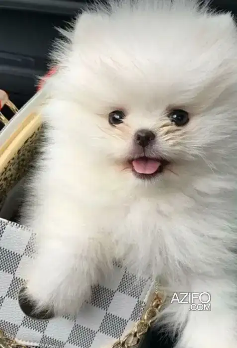 Chien Spitz Poméranien (Loulou de Poméranie) in Casablanca, MOROCCO | Azifo