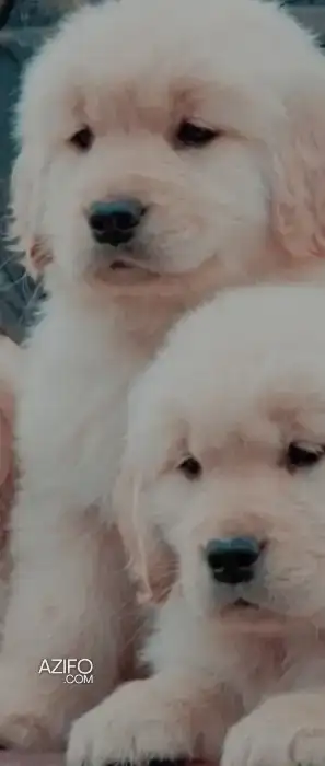 Chien Golden Retriever in Casablanca, MOROCCO | Azifo