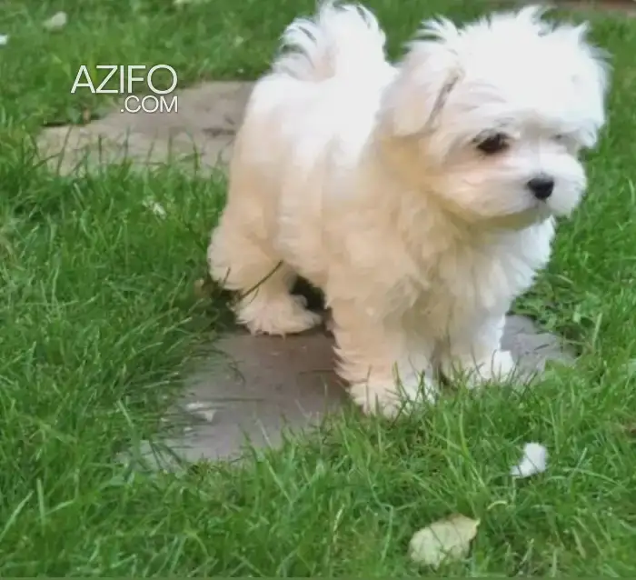 Chien Bichon Maltais in Casablanca, MOROCCO | Azifo