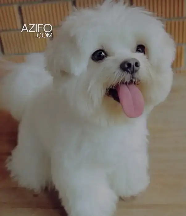Chien Bichon in Casablanca, MOROCCO | Azifo