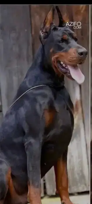Chien Tous Types Chiens Aussi Garder Les Tous Types in Casablanca, MOROCCO | Azifo