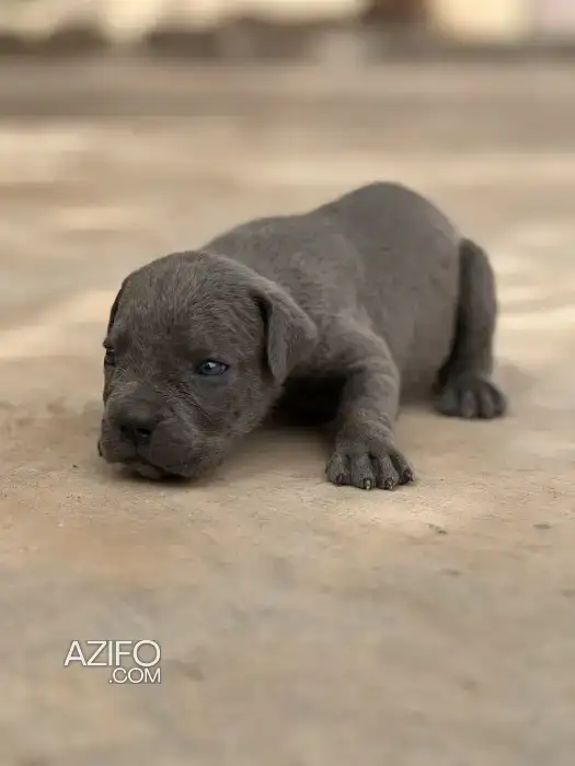 Chiot Femelle Cane Corso de 3 semaines in Marrakech, MOROCCO | Azifo