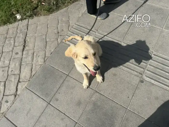 Chiot Mâle Golden Retriever de 4 mois in Tanger-Assilah, MOROCCO | Azifo