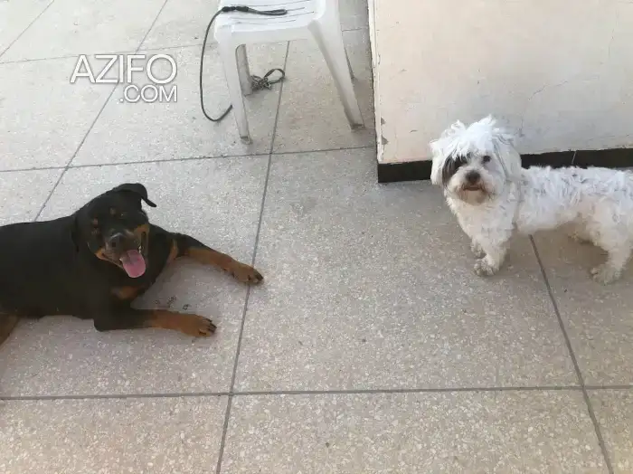 Chien Femelle Bichon in أكادير, MOROCCO | Azifo
