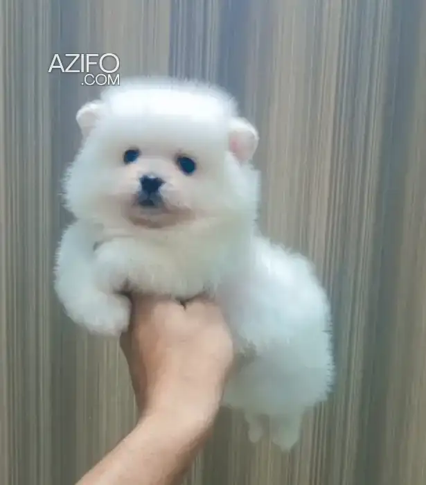 Chiot Femelle Spitz Poméranien (Loulou de Poméranie) de 2 mois in الدار البيضاء, MOROCCO | Azifo