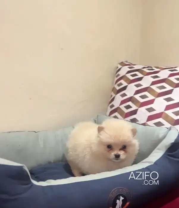 Chiot Spitz Poméranien (Loulou de Poméranie) in الدار البيضاء, MOROCCO | Azifo