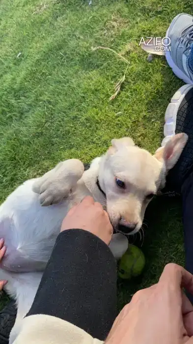 Chien Labrador Retriever in أكادير, MOROCCO | Azifo