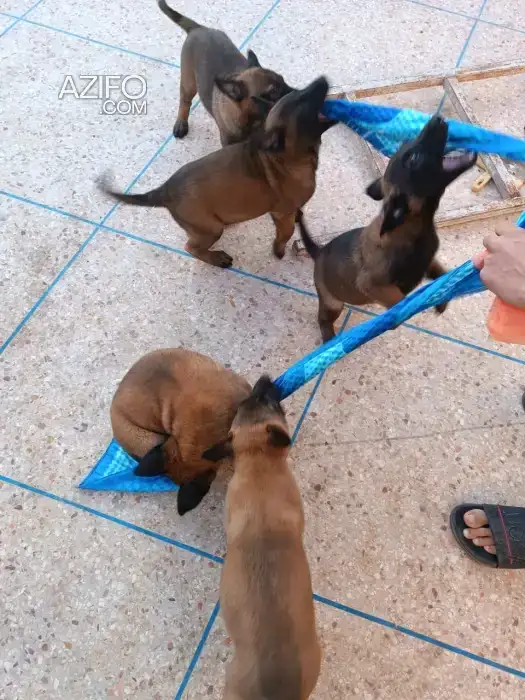 Chiot Berger Malinois Charbonné de 2 mois in أكادير, MOROCCO | Azifo
