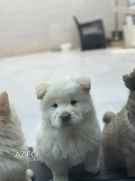 Chien Femelle Chow Chow in بوسكورة, MOROCCO | Azifo