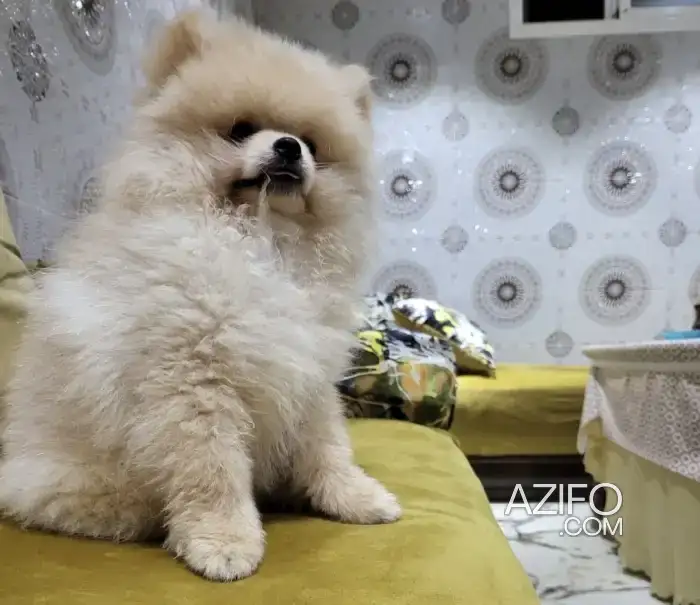 Chien Spitz in سلا, MOROCCO | Azifo