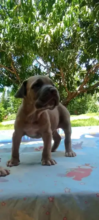 Chiot Mâle Cane Corso in الرباط, MOROCCO | Azifo