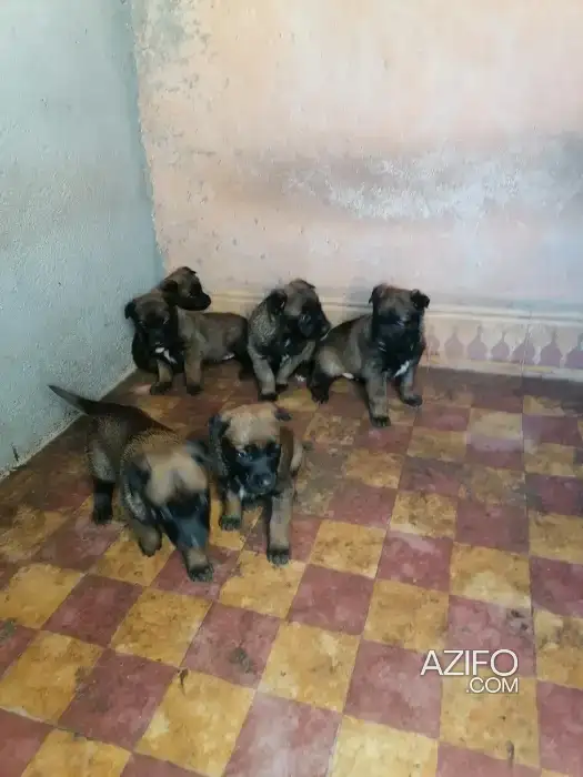 Chiot Femelle Berger Malinois Charbonné de 40 jours in Marrakech, MOROCCO | Azifo