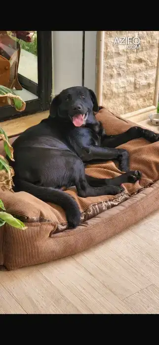 Adoption : Femelle Labrador Retriever de 4 ans in الرباط, MOROCCO | Azifo