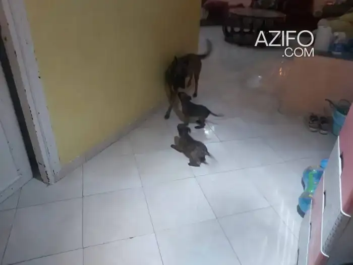 Chiot Berger Malinois de 3 mois in الرباط, MOROCCO | Azifo