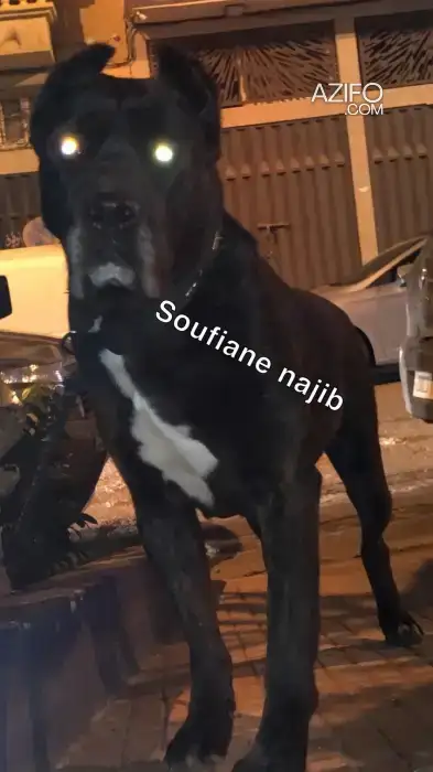 Chien Femelle Cane Corso de 2 ans in الدار البيضاء, MOROCCO | Azifo