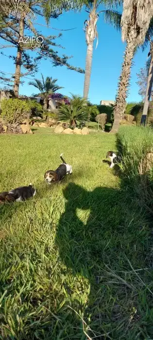 Chiot Beagle de 2 mois in Rabat, MOROCCO | Azifo