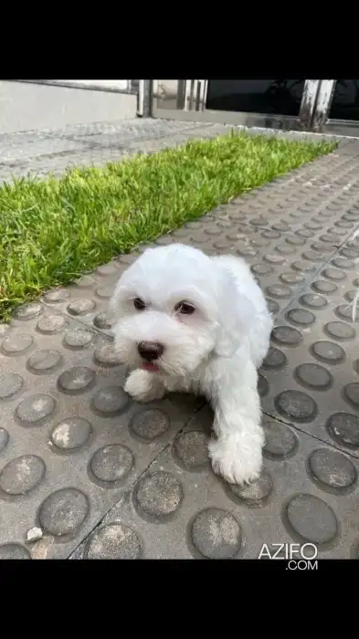 Chien Femelle Bichon Maltais in الدار البيضاء, MOROCCO | Azifo