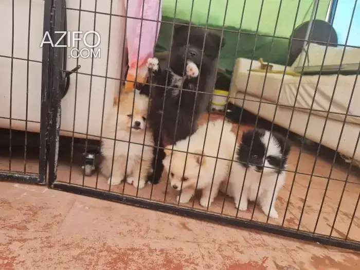 Chiot Spitz Poméranien (Loulou de Poméranie) de 3 mois in الرباط, MOROCCO | Azifo