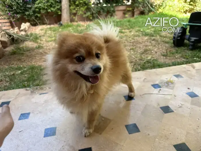 Chien Spitz Poméranien (Loulou de Poméranie) in مراكش, MOROCCO | Azifo