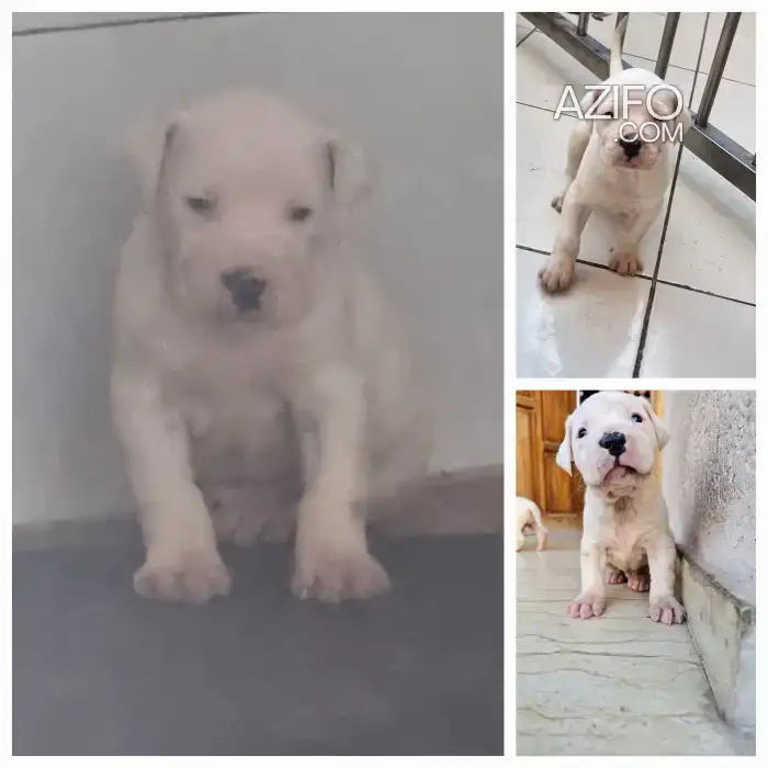 Portée de Chiots Dogue Argentin in الدار البيضاء, MOROCCO | Azifo