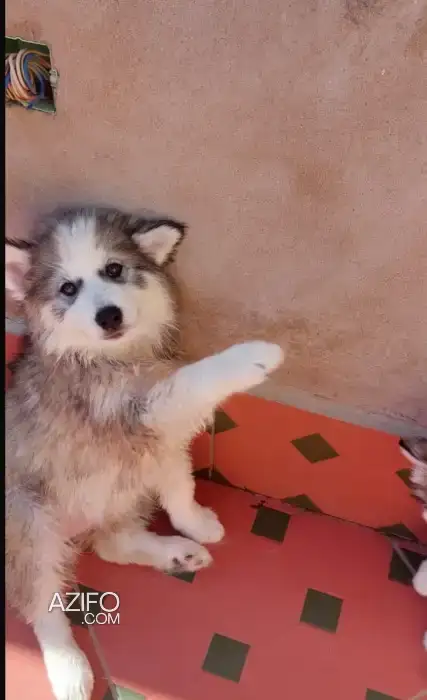 Portée de Chiots Malamute d'Alaska de 2 mois in الدار البيضاء, MOROCCO | Azifo