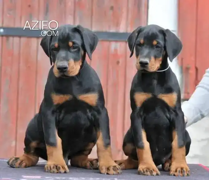 Portée de Chiots Dobermann in الدار البيضاء, MOROCCO | Azifo